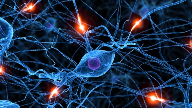 nöral bağlantı