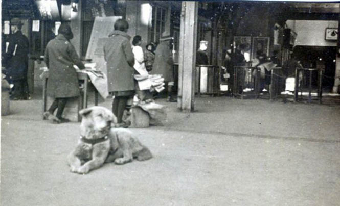 (Hachiko'nun yıllar sonra ortaya çıkmış fotoğraflarından biri)